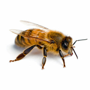 INSIDE_bee