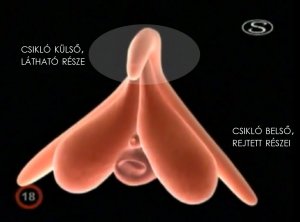 Klitorisz - tiltott gyönyör (Spektrum)